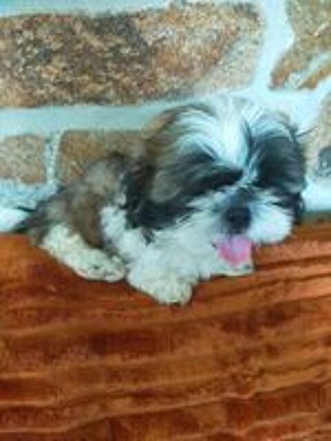   chiot shit-tzu 