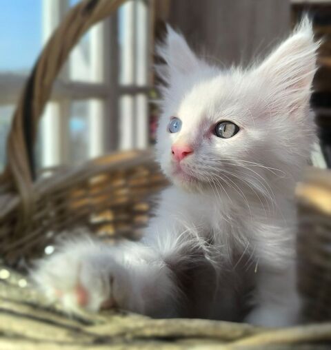 Anakin maincoon LOOF 1200 89210 Brienon-sur-arman�on