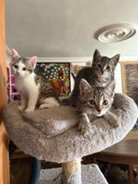   Don chatons contre bons soins 