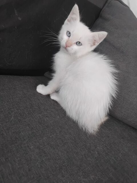 adorables chaton male a donner 0 91070 Bondoufle