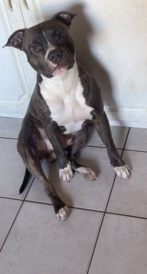 Chien TYSON à l adoption 210 26800 toile-sur-rhne
