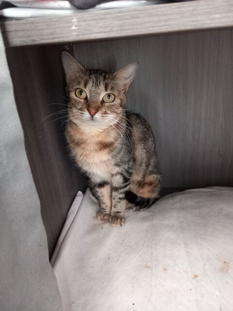 VALDA, chatte tigrée 4 ans 100 34500 Bziers