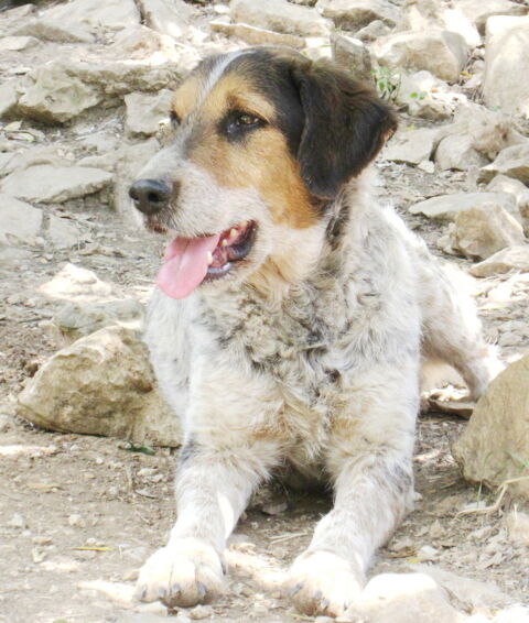 Oslo est &agrave; l'adoption! 0 34000 Montpellier