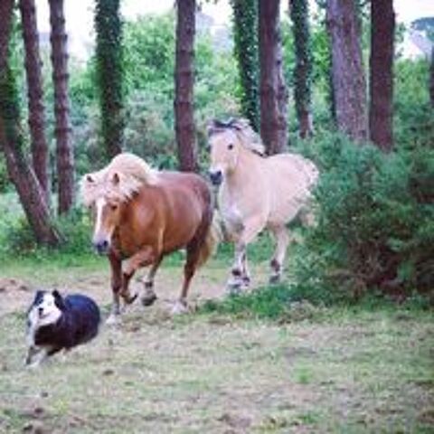   Cheval joueur et attachant  