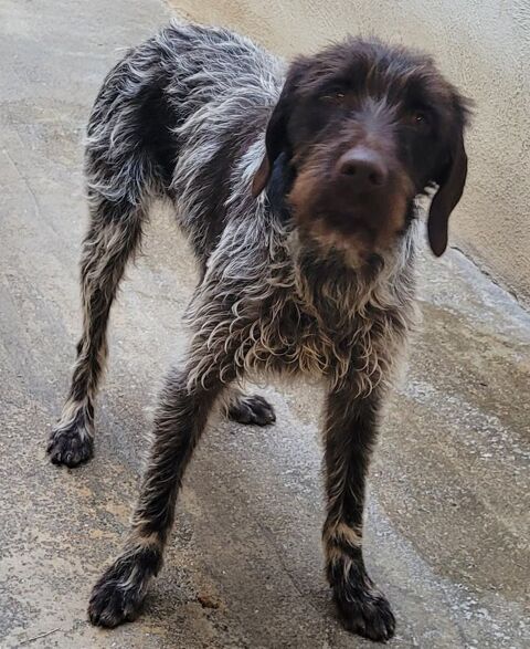  griffon khortal 1 an 200 12000 Rodez