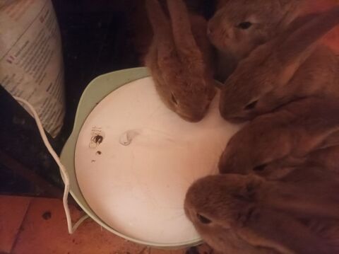 Lapin g&eacute;ant des Flandres 50 91680 Bruy�res-le-ch�tel