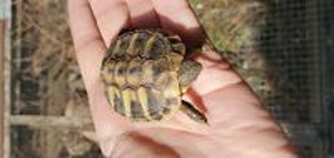   Bébés tortues 