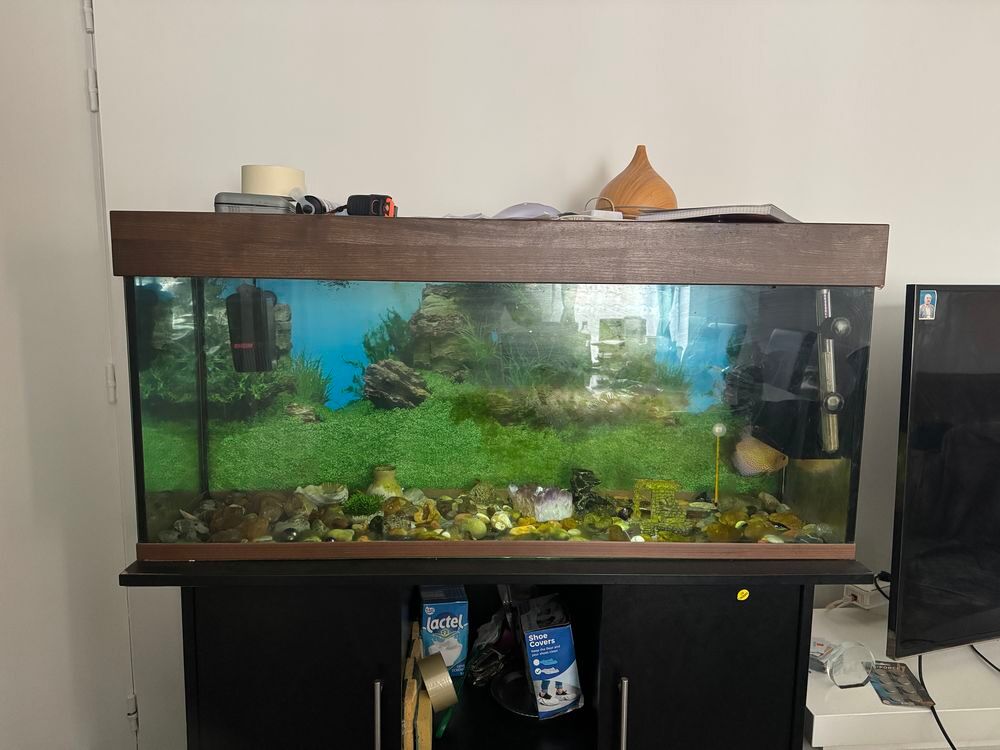   Aquarium + poisson + meuble 
