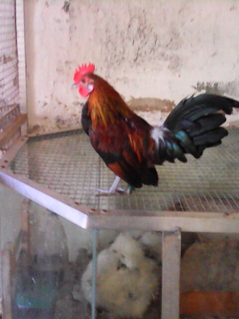 oeufs f&eacute;cond&eacute;s naine hollandaise 1 09000 Foix