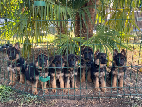 Chiot Berger Allemand LOF 1200 69150 D�cines-charpieu