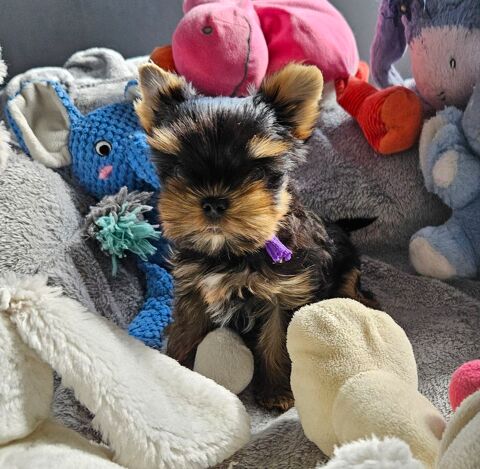 YORKSHIRE TERRIER LOF DISPONIBLE IMMDIATEMENT 47120 Duras