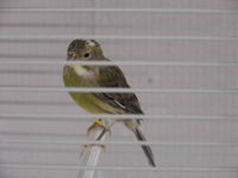   canari raza espagnol 