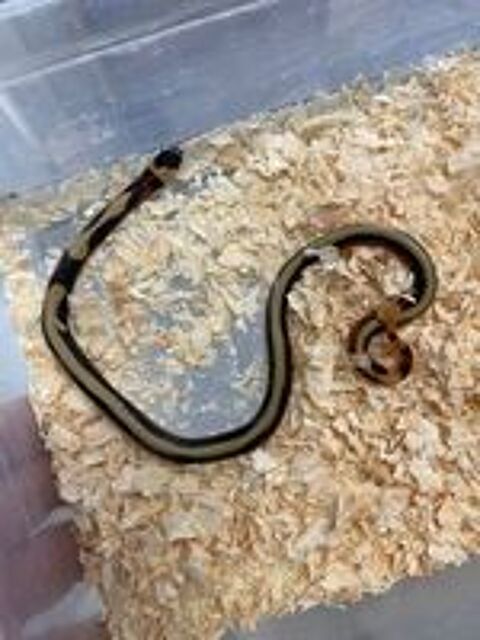   Serpent lampropeltis stuarti  