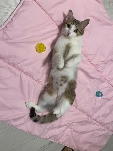 Louna une jolie minette qui vous fera fondre 180 92000 Nanterre