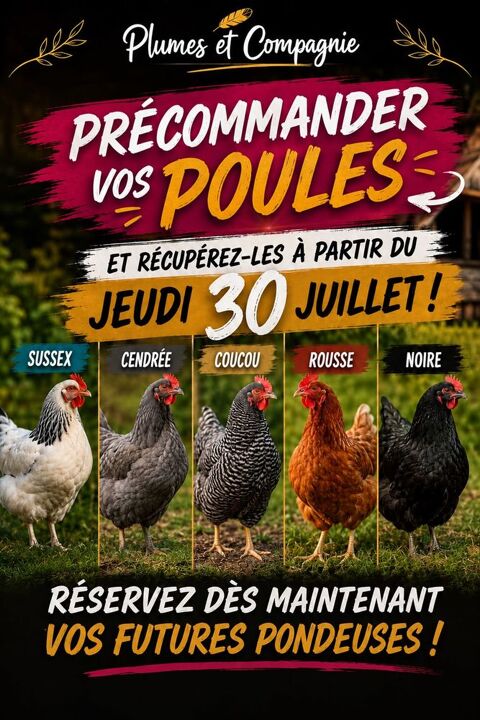 Poules pondeuses 15 03470 Monétay-sur-loire