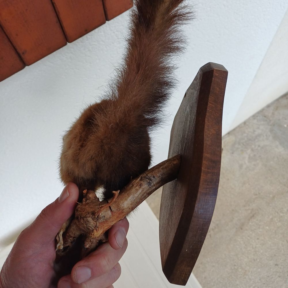 taxidermie ampaille &eacute;cureuil Décoration