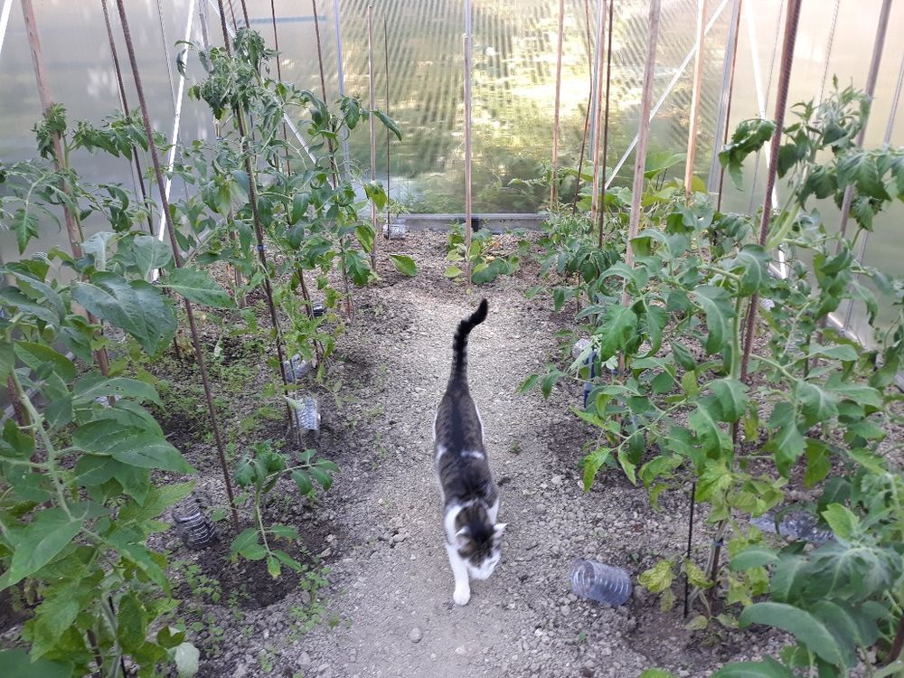 collection graines:tomates anciennes. Jardin