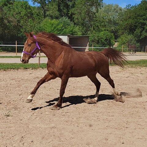 Cheval hongre 9 ans 1500 83460 Les arcs