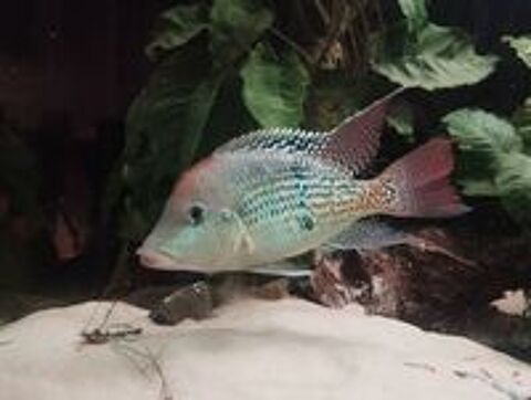   Cichlides geophagus  