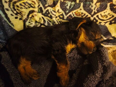 2 cavalier King charles 
Couleur noir feu 1600 59480 La basse