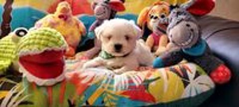   CHIOT BICHON MALTAIS (mâle) 