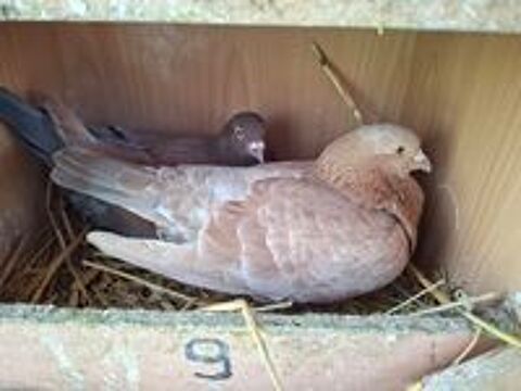   PIGEONS REPRODUCTEURS 