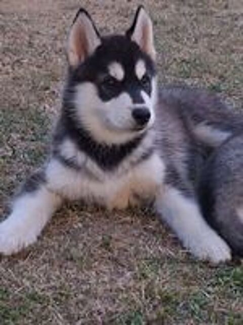   Chiots Husky de Sibérie LOF 