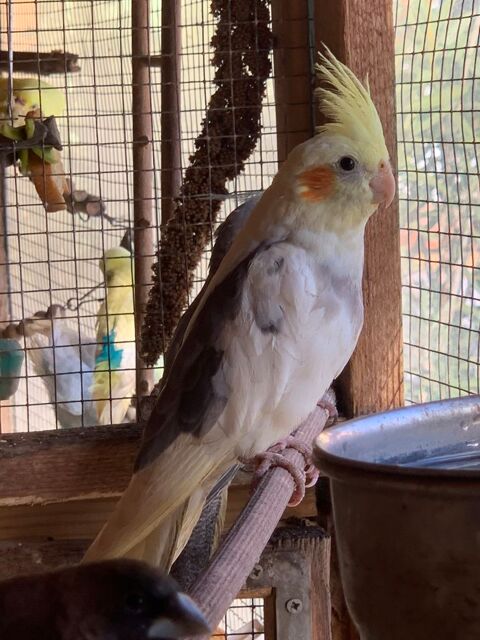 Jeunes Calopsittes 20 83660 Carnoules