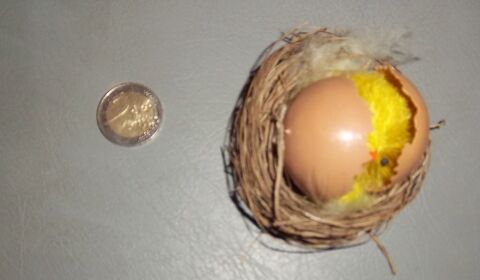 Nid oeuf avec poussin 1 Colombier-Fontaine (25)