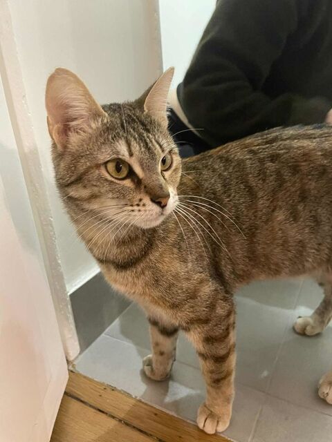 Riley, petite boule d'amour en qu&ecirc;te de sa famille pour la vie 180 75013 Paris