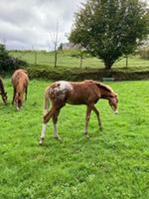   M�le DSA de couleur 