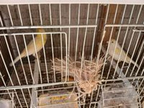   Canaris males et femelles 