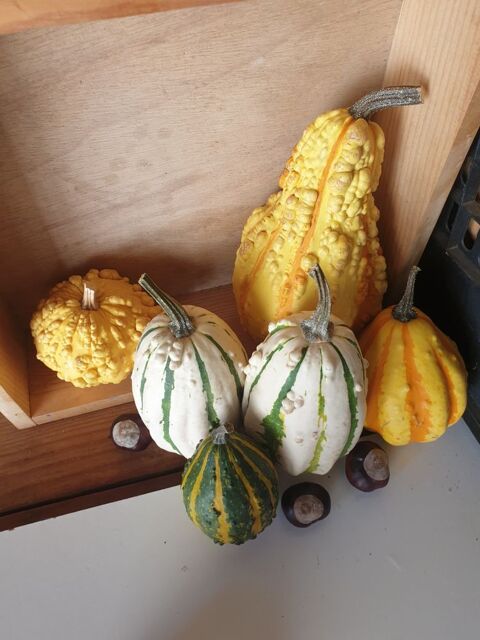 COLOQUINTES et COURGES décoratives 0 Paris 1 (75)