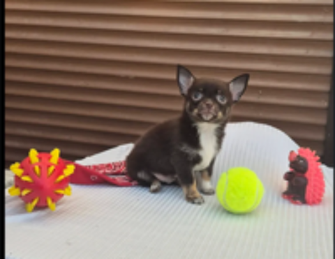   DISPONIBLE CHIHUAHUA NON LOF FAC PAIEMENT 