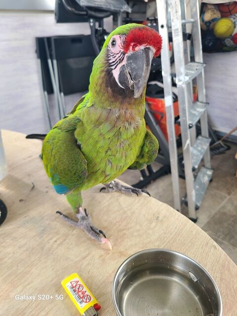 Perroquet Ara militaire EAM
1800 93240 Stains