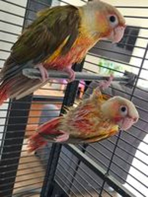   Conure molinae ananas eam  