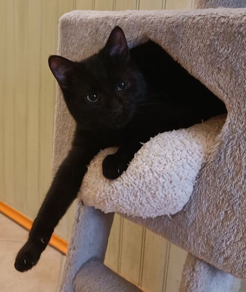 Chaton RAJA 170 67360 Oberdorf-spachbach
