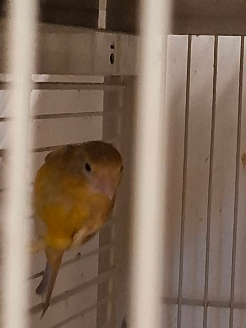  Canari  