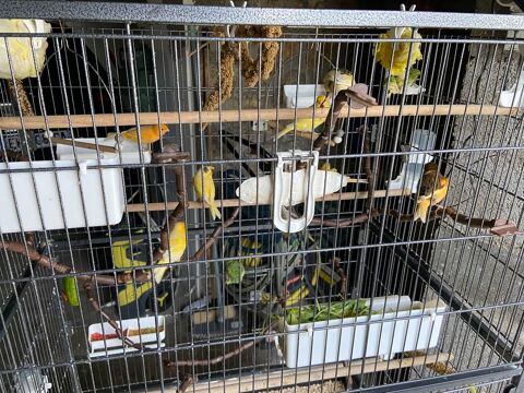   cage oiseau - canaris 