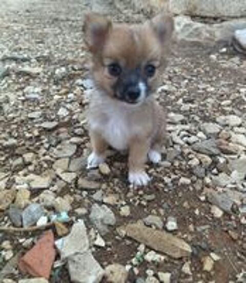   Spitz  