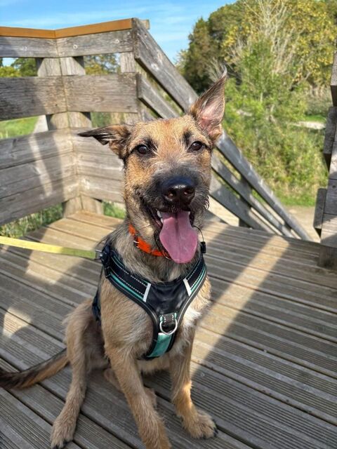 Snoopy, chien crois&eacute; malinois griffon &agrave; adopter 350 44360 Saint-�tienne-de-montluc