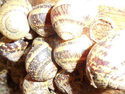 escargots petits gris  8 Castelnaudary (11)