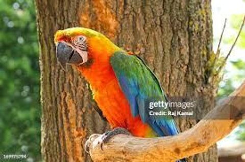 Couple Catalina 2800 46340 Salviac