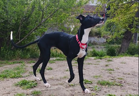 FARUQ, tout jeune Galgo, intrépide et joueur 0 24140 Douville