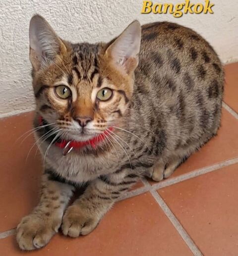 Chatons Savannahs LOOF  1200 13720 Belcodène