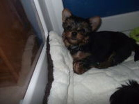   magnifique chiot yorkshire terrier male 