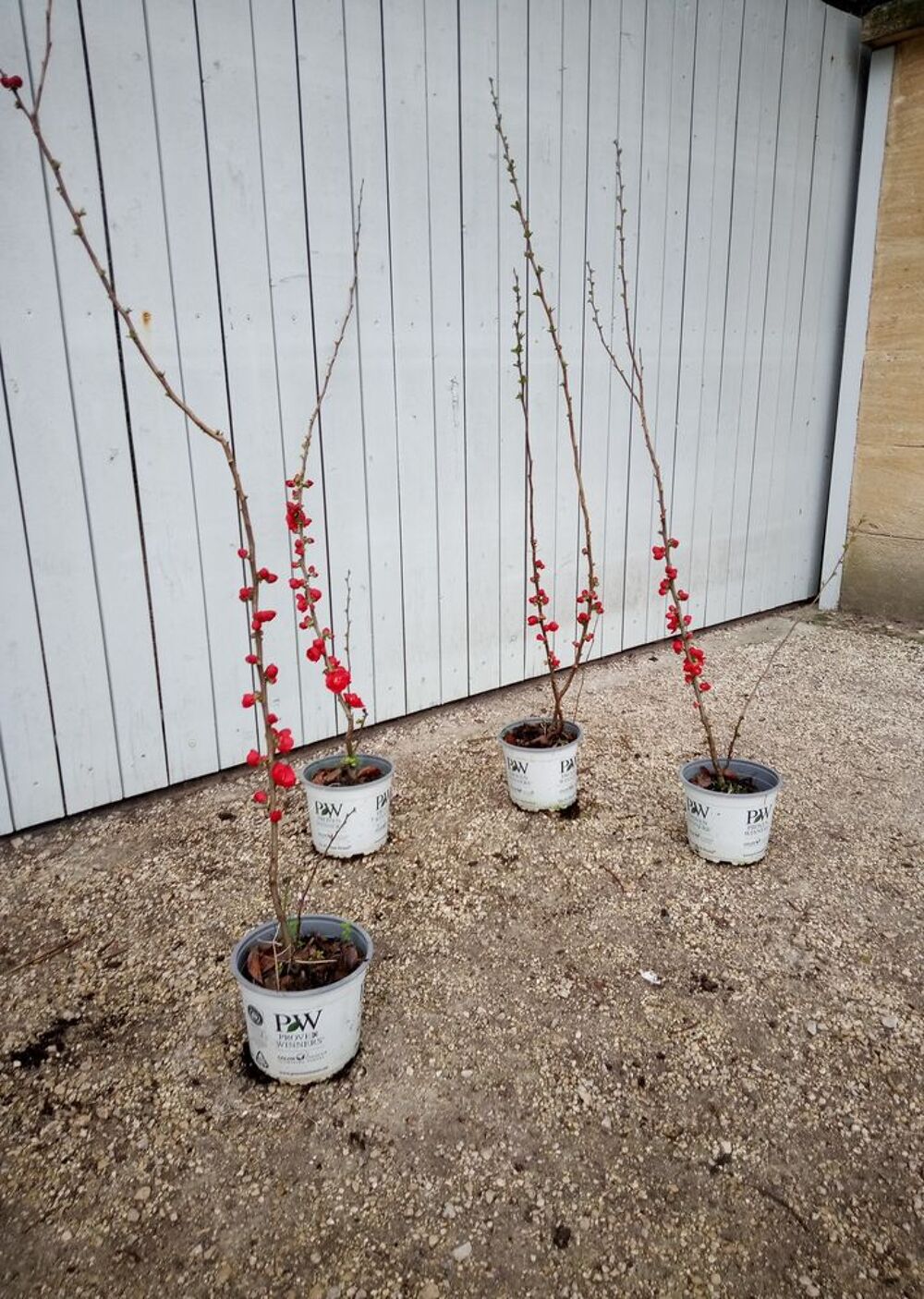 Cognassier du Japon aux fleurs rouges vives container. ?? Jardin