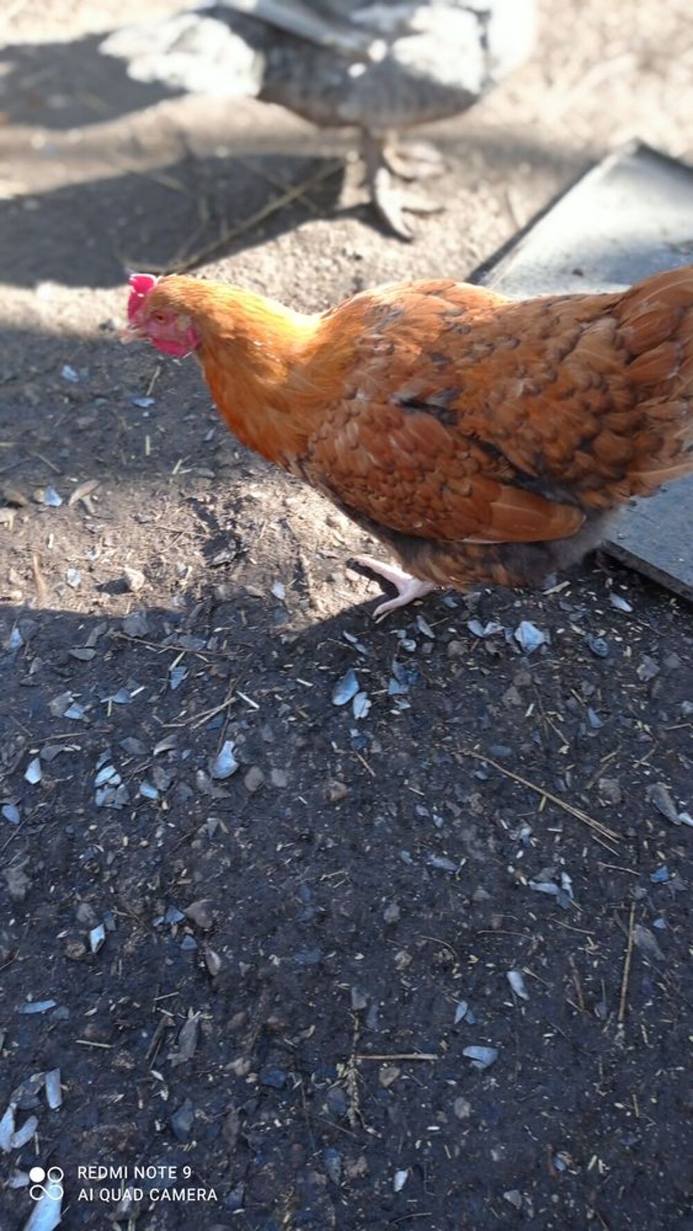 Jeune poulet Jardin