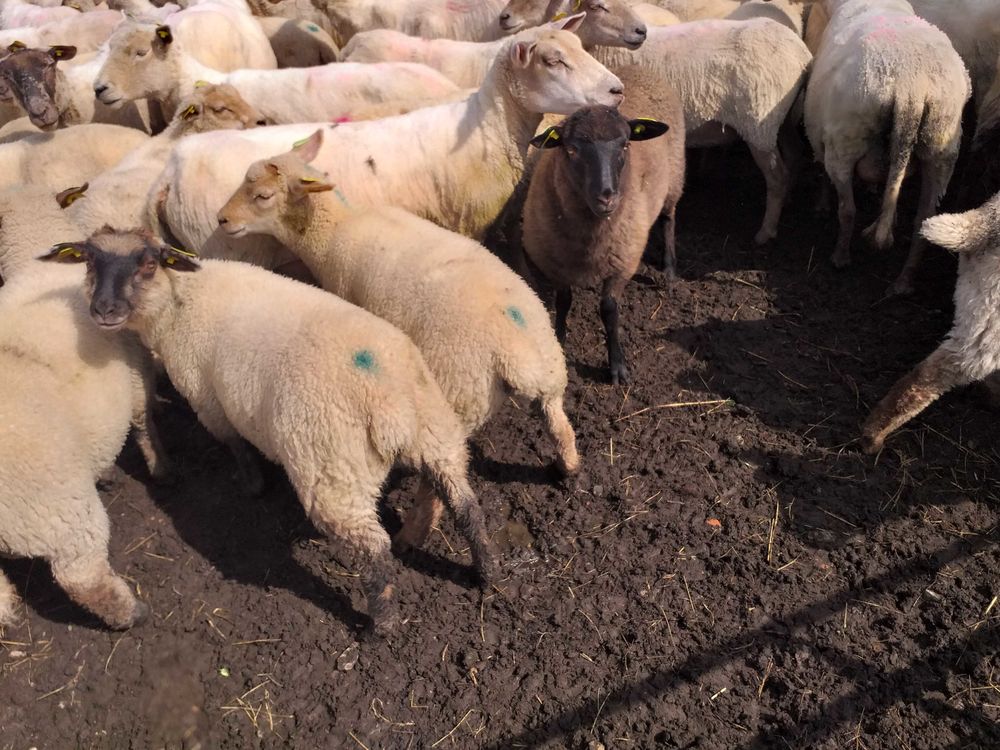 Moutons agnelles brebis Jardin