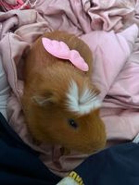   Cochon d'inde male en ! 
